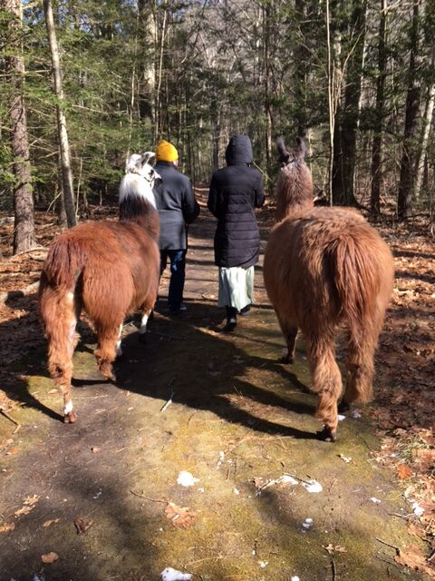 https://www.countryquiltllamafarm.com/wp-content/uploads/2024/06/llama-walk-IMG_2488-rotated.jpg